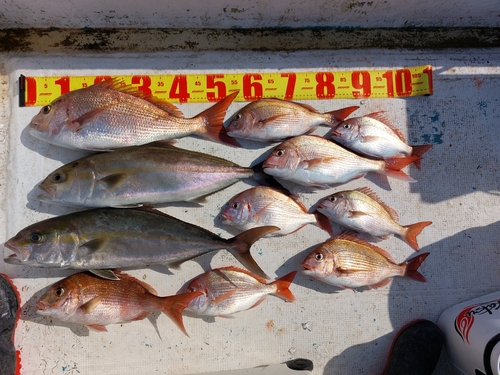 マダイの釣果