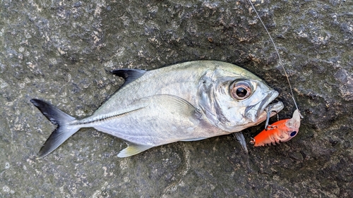 メッキの釣果