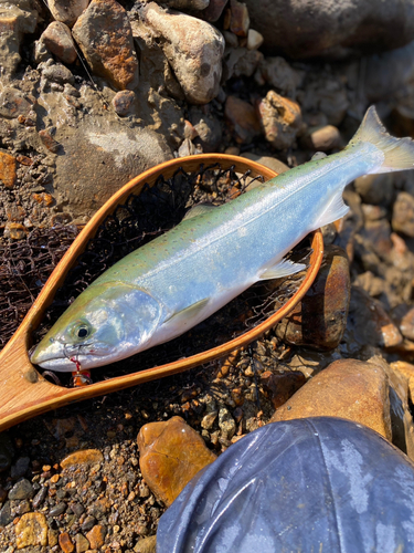 サクラマスの釣果