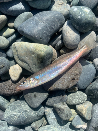 シロギスの釣果