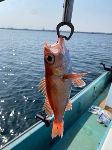 アカムツの釣果