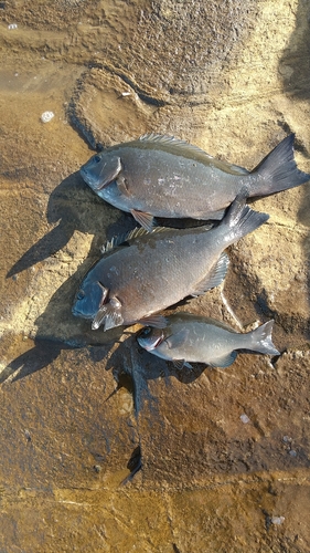 メジナの釣果