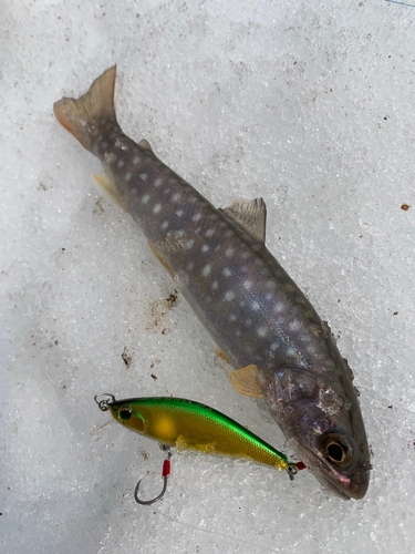 アメマスの釣果