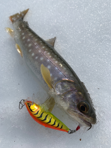 アメマスの釣果