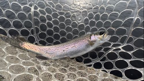 レインボートラウトの釣果