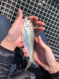 コノシロの釣果