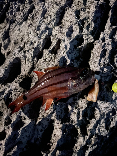 ネンブツダイの釣果