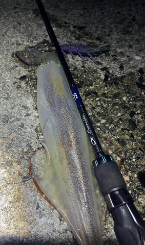 ヤリイカの釣果