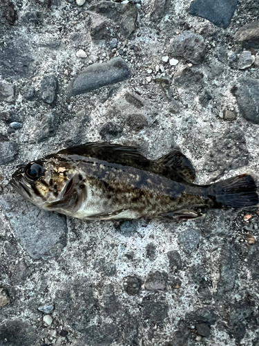 タケノコメバルの釣果