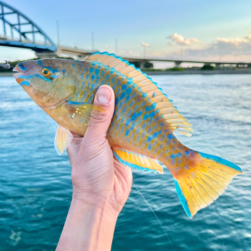 イラブチャーの釣果