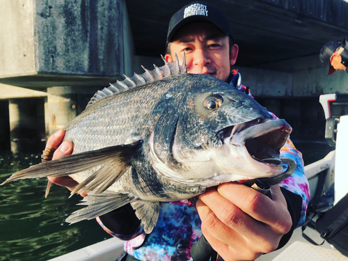 クロダイの釣果