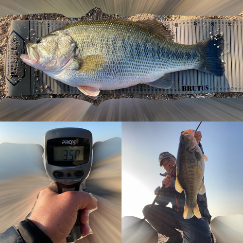 ブラックバスの釣果