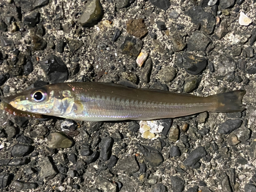 シロギスの釣果