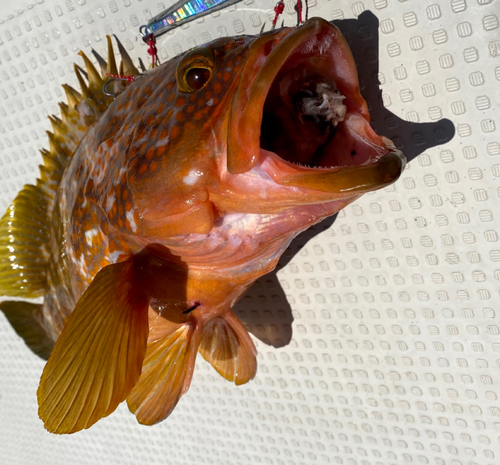 アコウの釣果