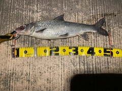 ニゴイの釣果