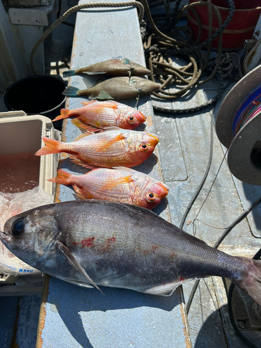 メダイの釣果