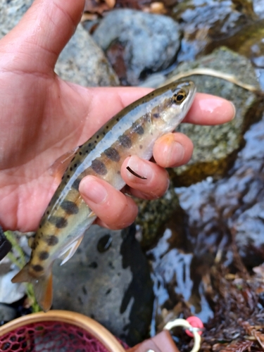 ヤマメの釣果