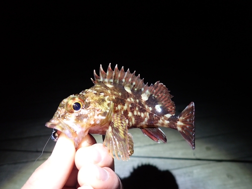 カサゴの釣果