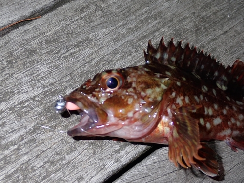 カサゴの釣果