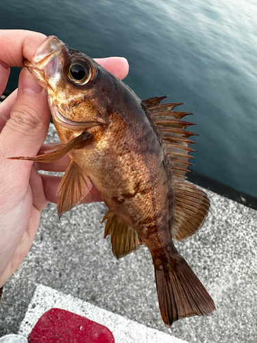 メバルの釣果