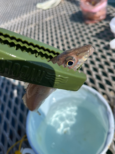 シロギスの釣果