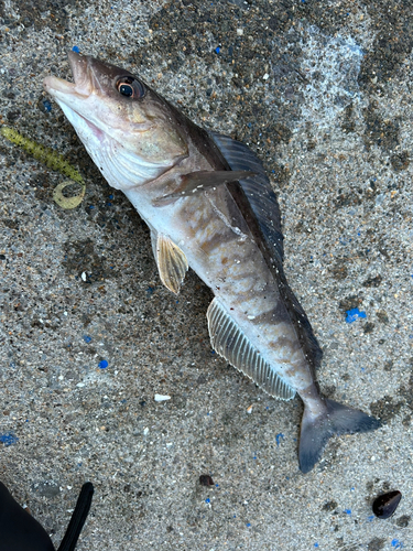 ホッケの釣果