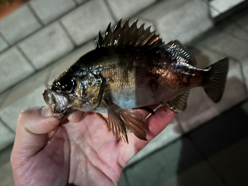 アカメバルの釣果