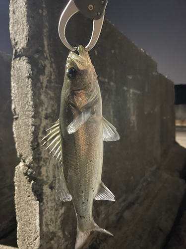 セイゴ（マルスズキ）の釣果