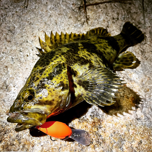 タケノコメバルの釣果