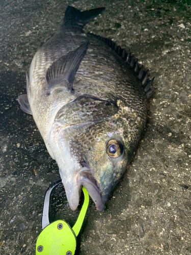 チヌの釣果