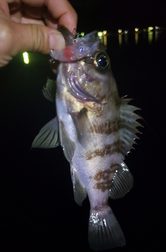 メバルの釣果