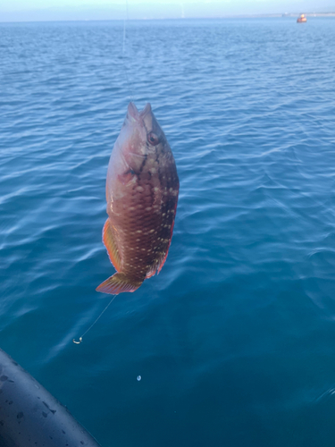 ホシササノハベラの釣果