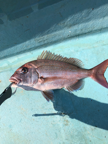 マダイの釣果