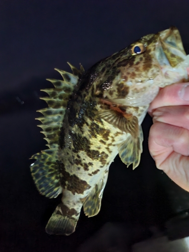 タケノコメバルの釣果