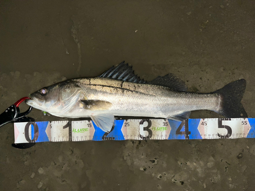 シーバスの釣果