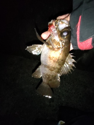 シロメバルの釣果