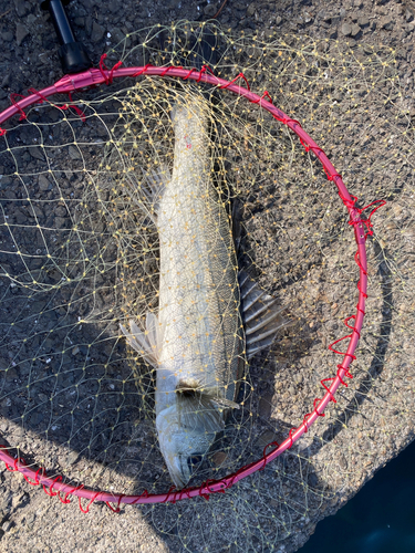 フッコ（マルスズキ）の釣果