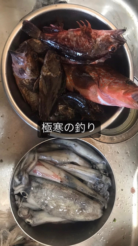 アコウの釣果