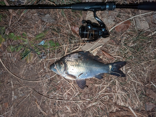 ヘラブナの釣果