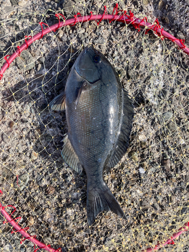 オナガグレの釣果