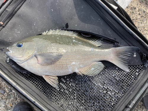 メジナの釣果