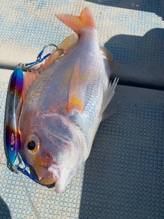 ハガツオの釣果