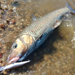 ニゴイの釣果