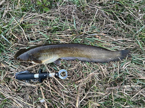 ナマズの釣果