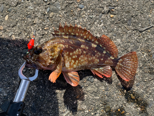 カサゴの釣果