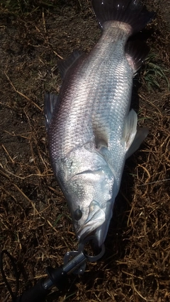 バラマンディの釣果