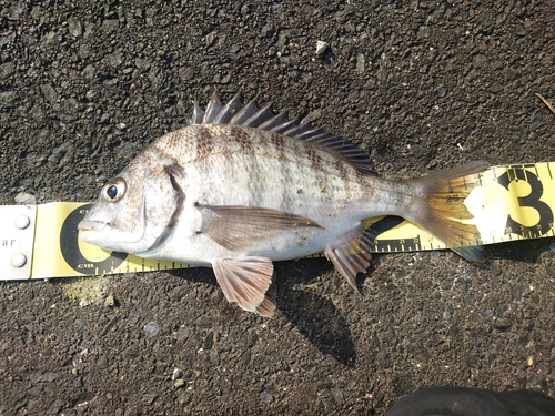 クロダイの釣果