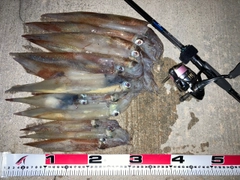 ヤリイカの釣果