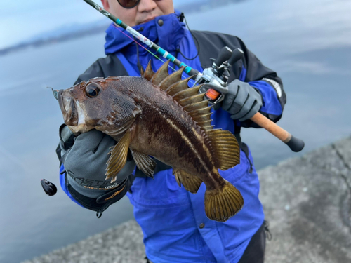 シマソイの釣果