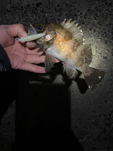 メバルの釣果